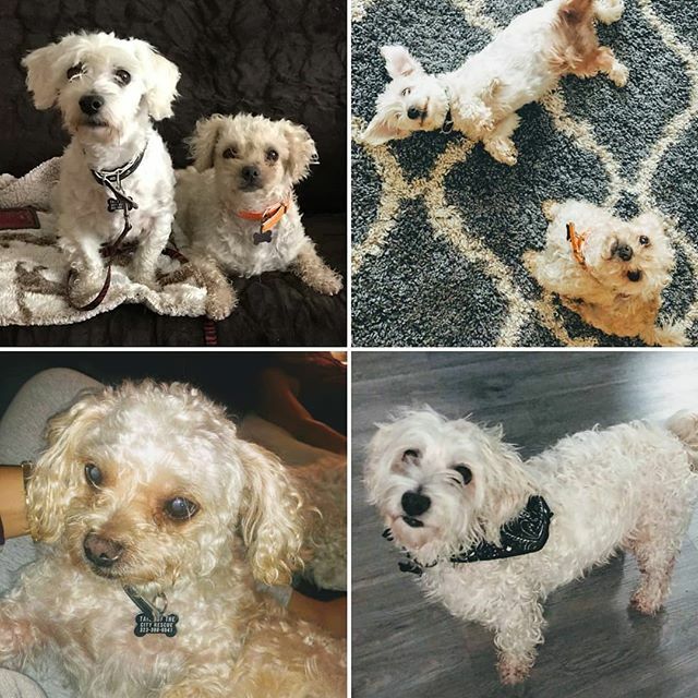 TailsDogRescue's tweet photo. It's Adoption Day!! Fred &amp; Ginger are excited to meet potential adopters!! PETCO: 8161 Beverly Blvd, 1-4pm #adoptionday #adoptdogs #adoptdontshop #poodlelove #terripoo #bondedpair #adoptadogsavealife #nkla #losangelesdogrescue #losangeles #weho #beverlyhills #petco #petcofou… https://t.co/yOLhSEuqzY