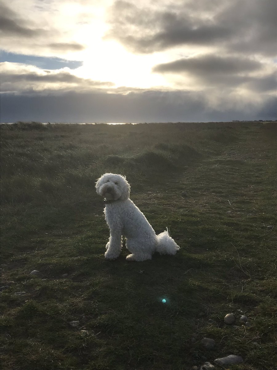 RedBeanMachine's tweet image. #DogsofTwittter.  Hello I’m Dougie