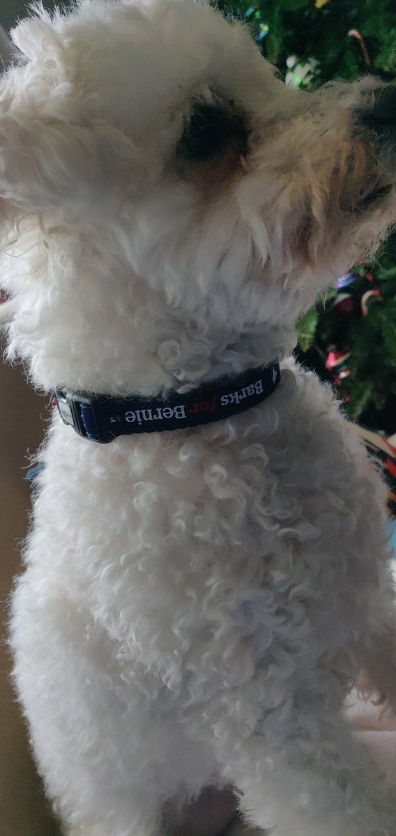 lfb313's tweet photo. #barksforbernie https://t.co/dUHSNsZfD8
