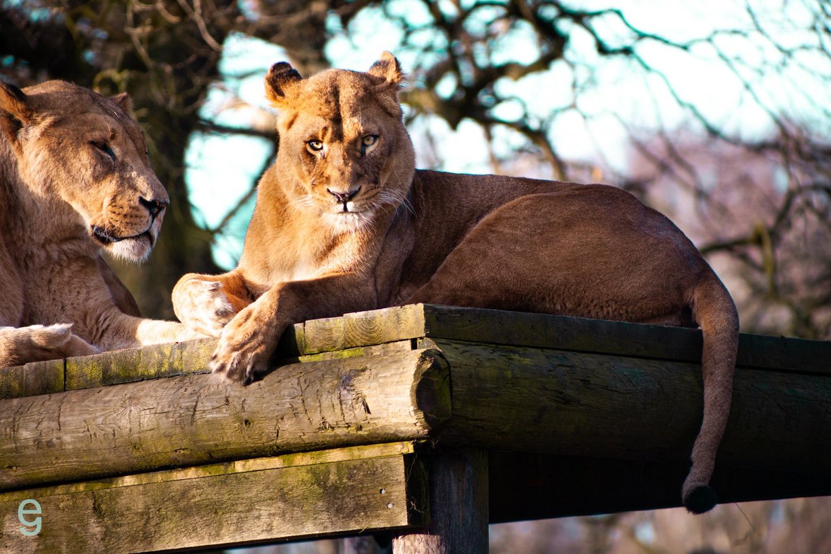 EmGol's tweet photo. Another wonderful morning at @KnowsleySafari https://t.co/sdl8wUz8M4