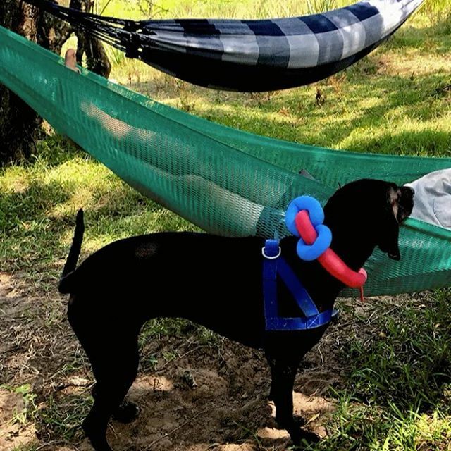 juan_cardelino's tweet image. #vacaciones #animadas con #lola 🐶