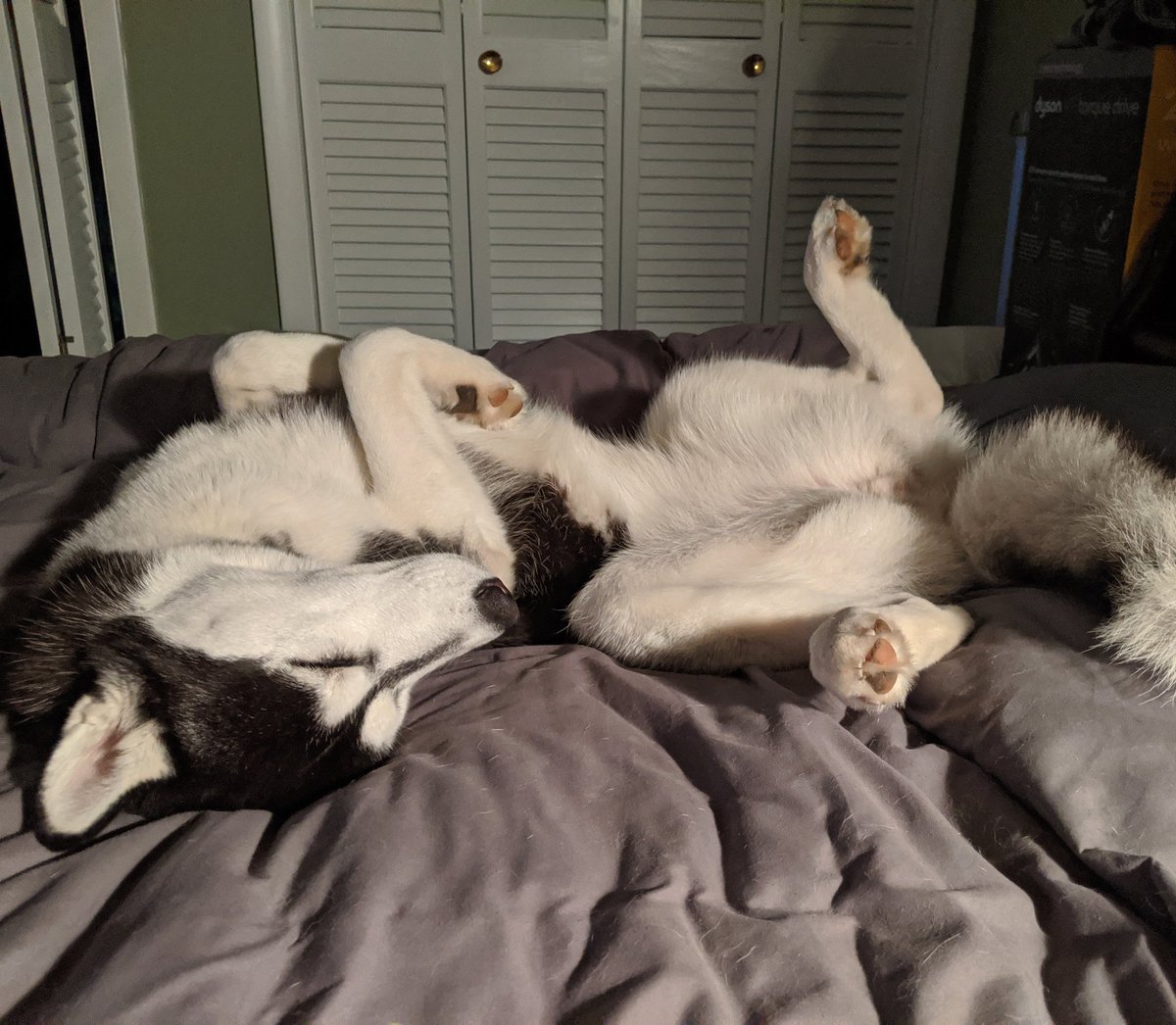 She is resting in preparation for this massive winter storm they keep saying is coming.... #winterstormisaiah 
.
.
#gonetothesnowdogs #husky #siberianhusky #nap #sleepingdog #sleepydogs