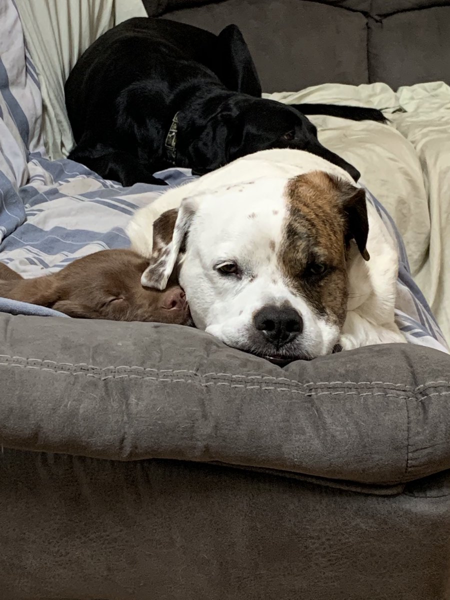 curlygirl531's tweet photo. As you can see Hazel loves her dog buddies! Hazel is crate trained and already housebroken!!!! Those are two bonuses for her new family!! ⁦@vianneygriffins⁩ ⁦@KlyMule⁩ ⁦⁦@MrsCaul1985⁩ https://t.co/DBg6pRqk1u