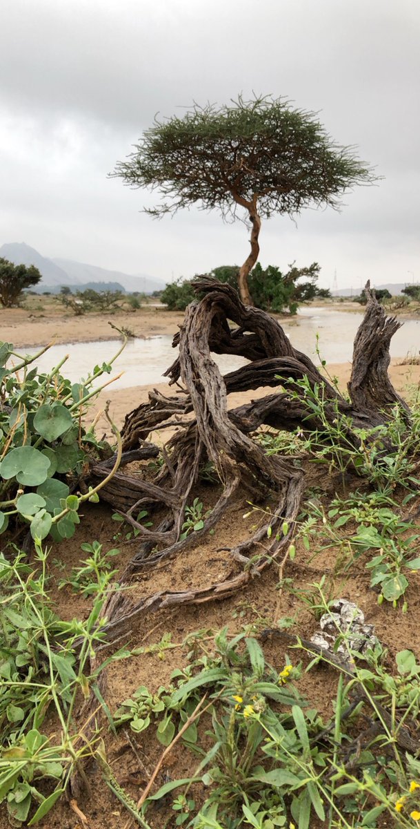 - سأبقى قويا لوحدي ∝.