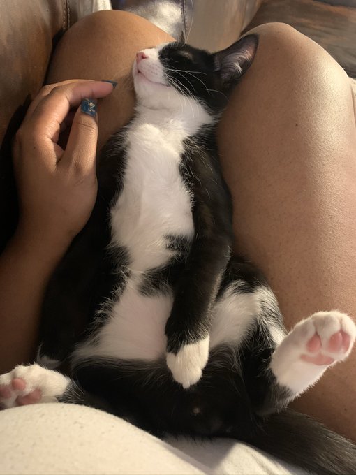 Winston ❤️ https://t.co/LDql9lMM44<a href="/tag/boobsoutforcardi"class="tags"><span>#boobsoutforcardi</span></a>