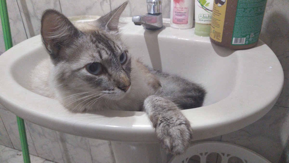 fernandabertaco's tweet photo. Gente, quem for de Rancharia, se ver meu gatinho por aí me avisa, o nome dele é Rengar, ele sumiu ontem a noite no Jardim Universitário :( https://t.co/mDTY2qUTvH