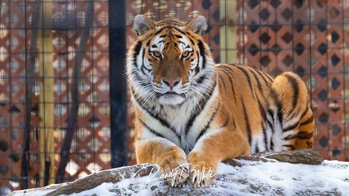 randydwhite's tweet photo. Amur Tiger (Panthera tigris altaica) @potterparkzoo
.
.
.
.
.
#amurtiger #tiger #endangeredspecies #feline #cat #bigcat #cateye #lioneye #wildlife #wildlifephotography #captivity #captiveanimals #zoo #zooanimals #potterparkzoo #conservation #endangeredspecies #michigan #purโฆ https://t.co/FGvz5UBbR5