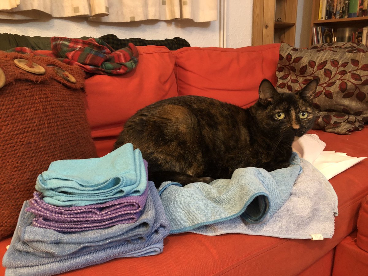 AmalKhreisheh's tweet photo. Cat is helping me fold up the microfibres cloths, which I just washed after closed week! #SWHTDiscovery #SouthWestHeritageTrust https://t.co/iJhxlbWP1f