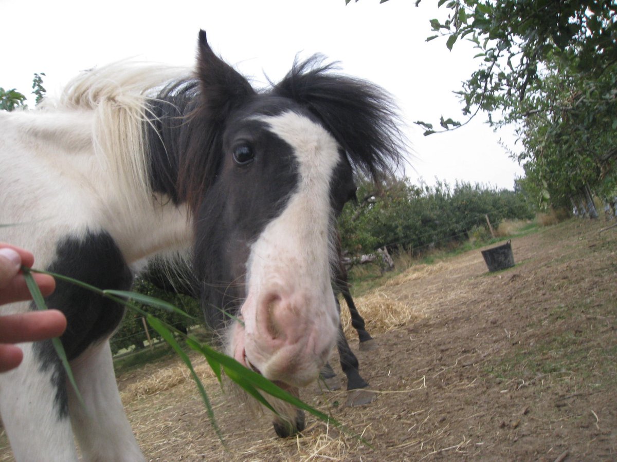 eggsypony's tweet image. It's #InternationalThankYouDay so what better time to thank  you my very special friends for donating toward my care and retweeting my tweets to help spread my story
THANK YOU THANK YOU THANK YOU 
I now feel like I made an acceptance speech at the Oscar's!
