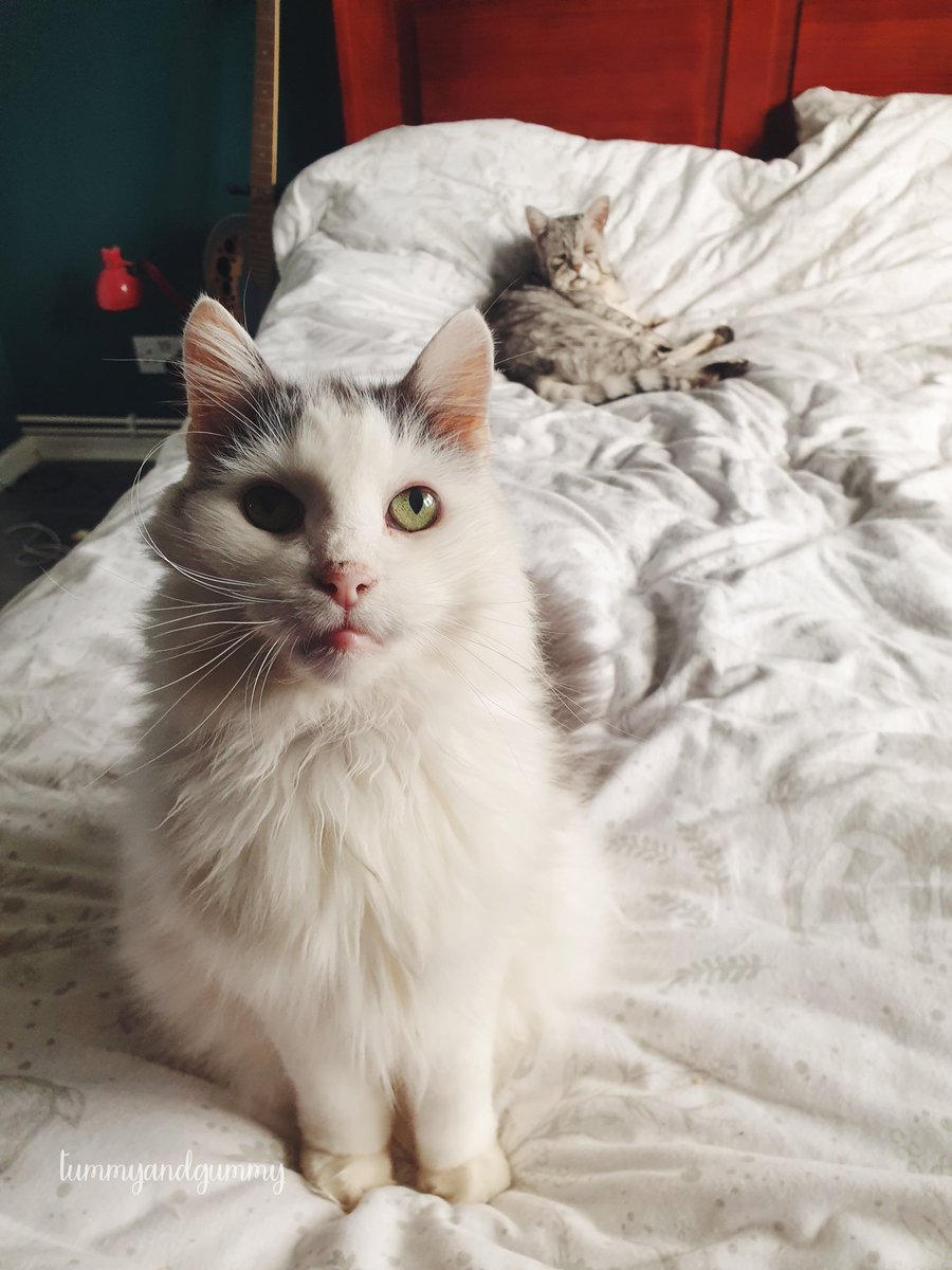 tummyandgummy's tweet photo. Quinton is eight years and had all of his teeth removed when rescued.
He loves boxes and is very vocal
#toothlesscat #rescuecat https://t.co/VXYcckKywi
