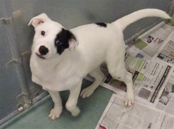 Animal Care Society tweet media