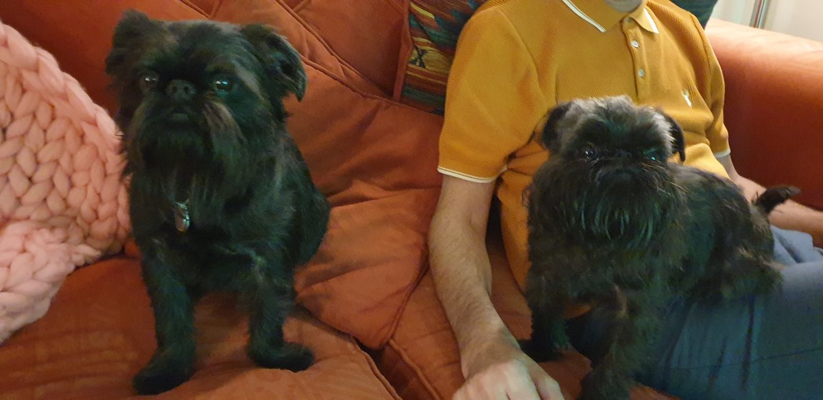 fergusandbonnie's tweet photo. We have a new arrival, miss bonnie joined the gang this afternoon, we are so excited to have two fur babies! Fergus on the left, is still not sure what to make of it all #griffonbruxellois #grumpygriffon #blackrough #newgirl #oldboy #teamcoyle #furbabies https://t.co/8IZlJYvYqz