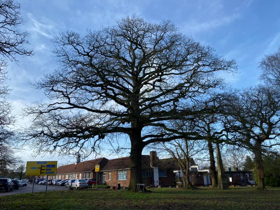 nicolalane3's tweet photo. An important &amp; much loved part of @RNOHnhs heritage are its beautiful trees &amp; landscape.After his first appointment, patient &amp; artist @tbirchartist photographed this magnificent tree outside Orthotics. @HeritageFundL_S #HeritageTreaures #NaturalWorld #remembernature #healing https://t.co/5YvRl71qLJ