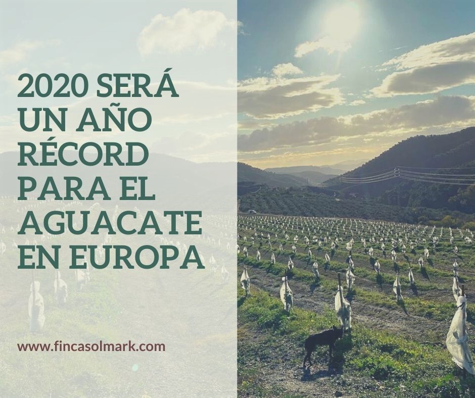 FSolmark's tweet photo. Europa es uno de los mercados donde el aguacate crece más rápido 😍🥑🚀y ya representa el segundo mercado a nivel global. El mayor crecimiento se está experimentando en los países del norte de Europa. Se estima que en 8 años la UE podría alcanzar el volumen de ventas de EE.UU.💪 https://t.co/iaid7brw58