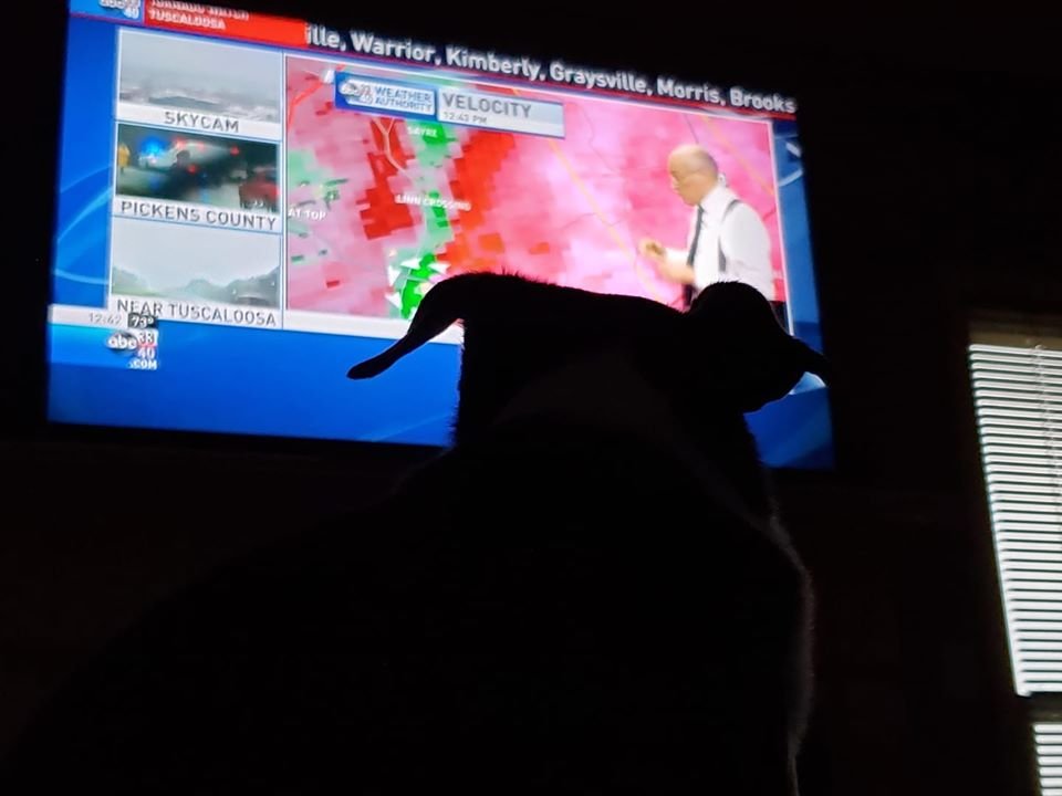 SusanEPayne's tweet image. Our dog Chester watching @spann