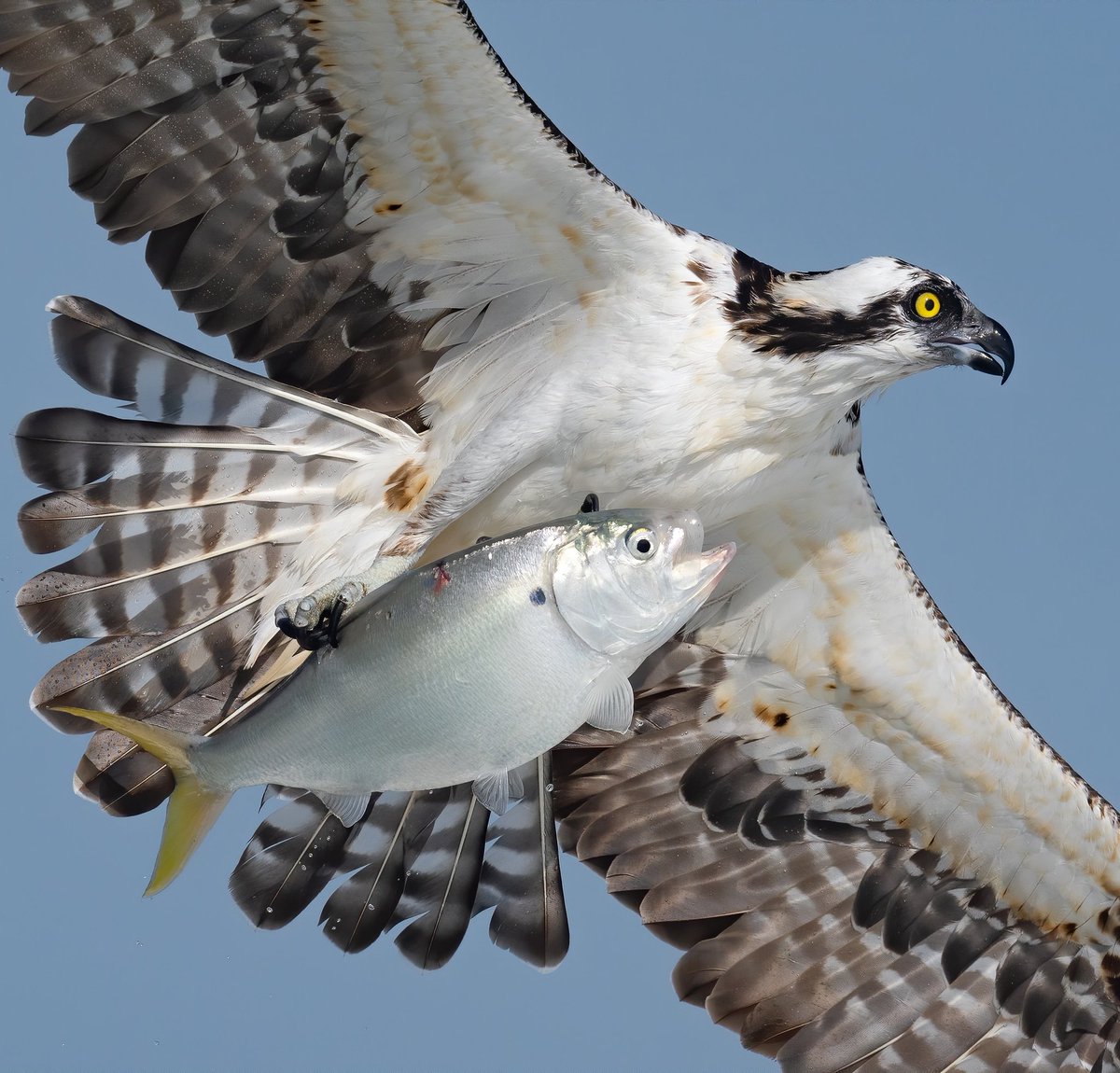 The #opsrey always outfishing the humans. #realfishing #fishing #SonyAlpha <a href="/SonyAlpha/">Sony | Alpha</a> #a7r4 #600f4 #birdphotography #floridA