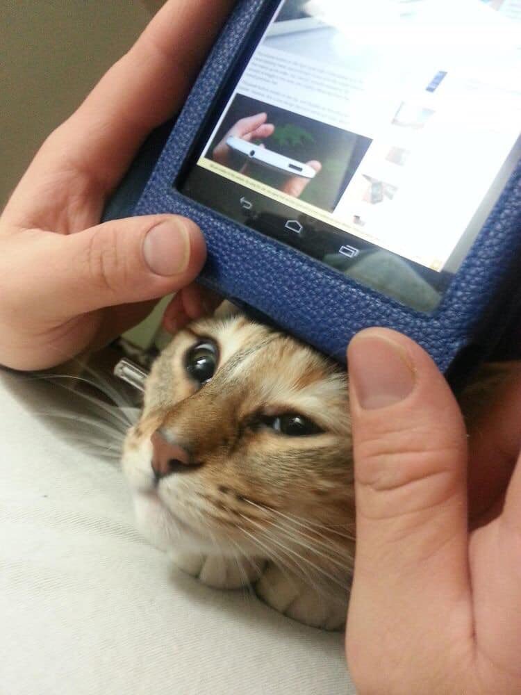 paii tweet media