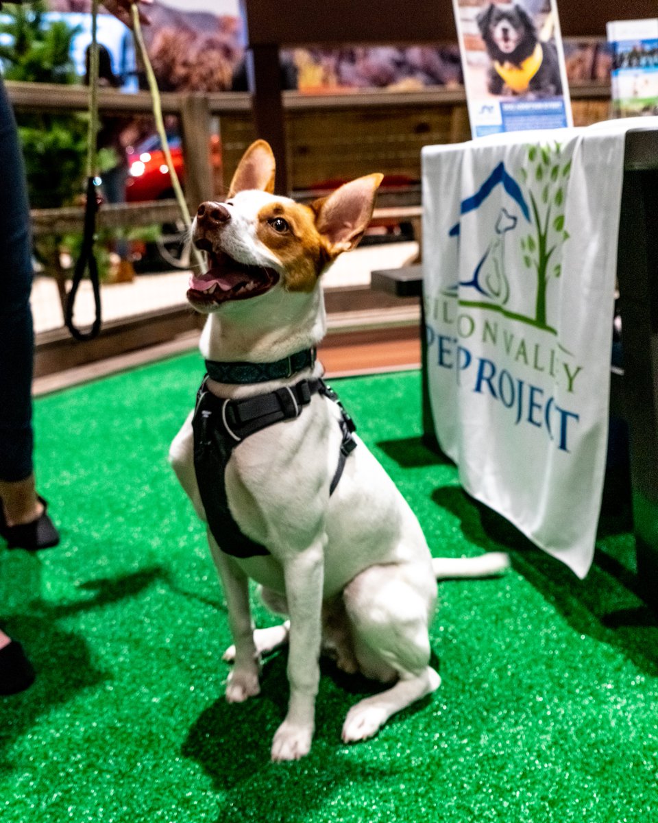 SVAutoShow's tweet photo. Don't forget to stop by the #Subaru booth to hang out with some great pups looking for new homes! The Humane Society of Silicon Valley is here today until 2:00 PM! 

Get Tickets Here: https://t.co/lKRNsE0VLs https://t.co/V9supZQqKm