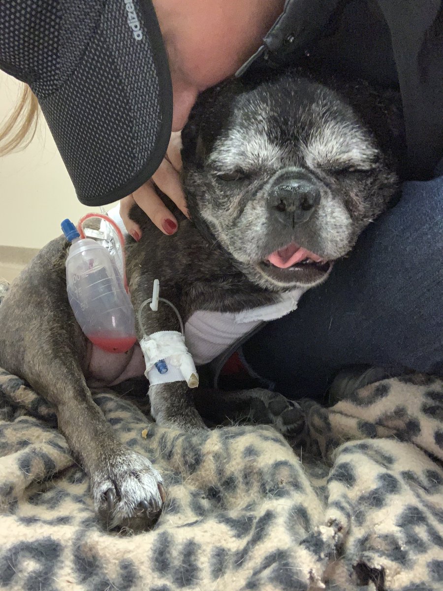 Saw my Stella girl today. She’s fighting. Not out of the woods yet. She’s been thru a lot this week. 💔🐾