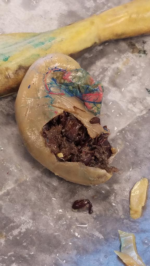 7 Gold capped off the week with Frog dissections to summarize interacting body systems <a href="/MtAiryMiddle/">Mt. Airy Middle School</a>