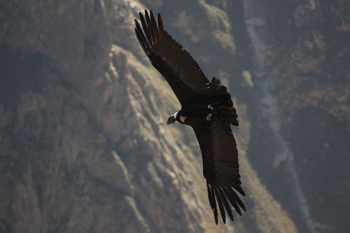 BACK!Aforementioned Dork is the Andean Condor.The heaviest flying bird in the world is probably the Mute Swan, and the longest wingspan is probably the Wandering Albatross... but when factored together, the Andean Condor is BIGGEST FLYBOY.