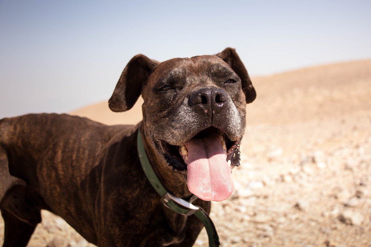 Dog for Dog tweet media