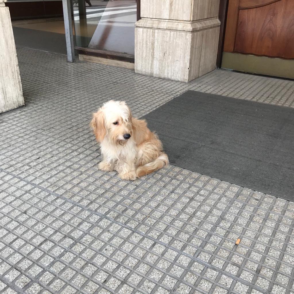 Aleneyrubi's tweet photo. Perrito perdido desde Navidad, ahora sábado 11/01 está en la puerta de la Gaceta, difundan para que se encuentre con su dueño/a. Estuvo hasta hoy con una flia que no lo puede tener más tiempo y lo dejó en la peatonal. Tucumán. Ayúdenme a dar con su familia 🙏🏻🐶💕 https://t.co/oMyeKLgTS5