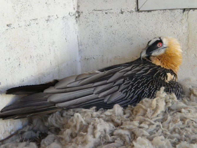 And as long as we're on lifespan, here's BG132, who died at 49 in '10.Apparently, though captive Bearded Vultures live longer, their main cause of death in captivity is senile decay from a fungal infection (aspergillus) which dies at higher altitudes... like their native peaks.