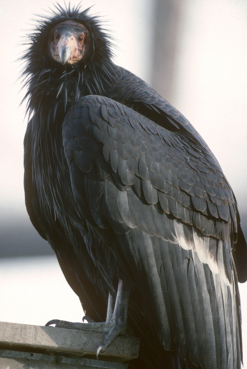 ANYWAY, BACK TO CONDORS.In North America, we're much more familiar with the California Condor, which got down to (I shit you not) 22 entire individuals in the whole goddamn world.This is AC9, the last of the wild condors to be captured in '87.LOOKIT HIS FACE.