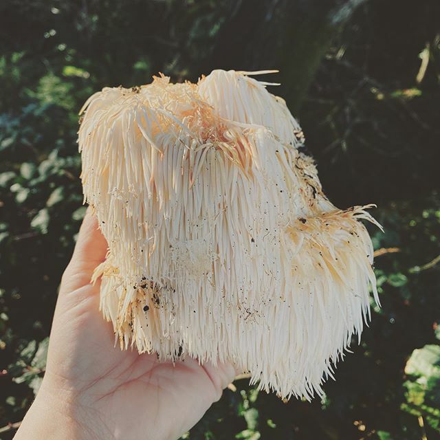 ChefMariko's tweet photo. 🍄🦁Lions Mane🦁🍄 This one REALLY taking after it’s namesake. https://t.co/o2NFCdbwiW https://t.co/oVWhSQuBI6