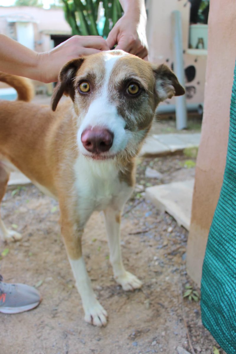 SPBaixVinalopo's tweet image. LOLO: Recuerdo un pasado donde era feliz y tenía una familia que me quería. Un día se fueron de viaje y me quedé en un sitio extraño con otros animales. Les esperé, pero al final quien viajó fui yo. Destino➡️ABANDONO. 
Los voluntarios me cuidan, pero ¿volveré a tener una familia?