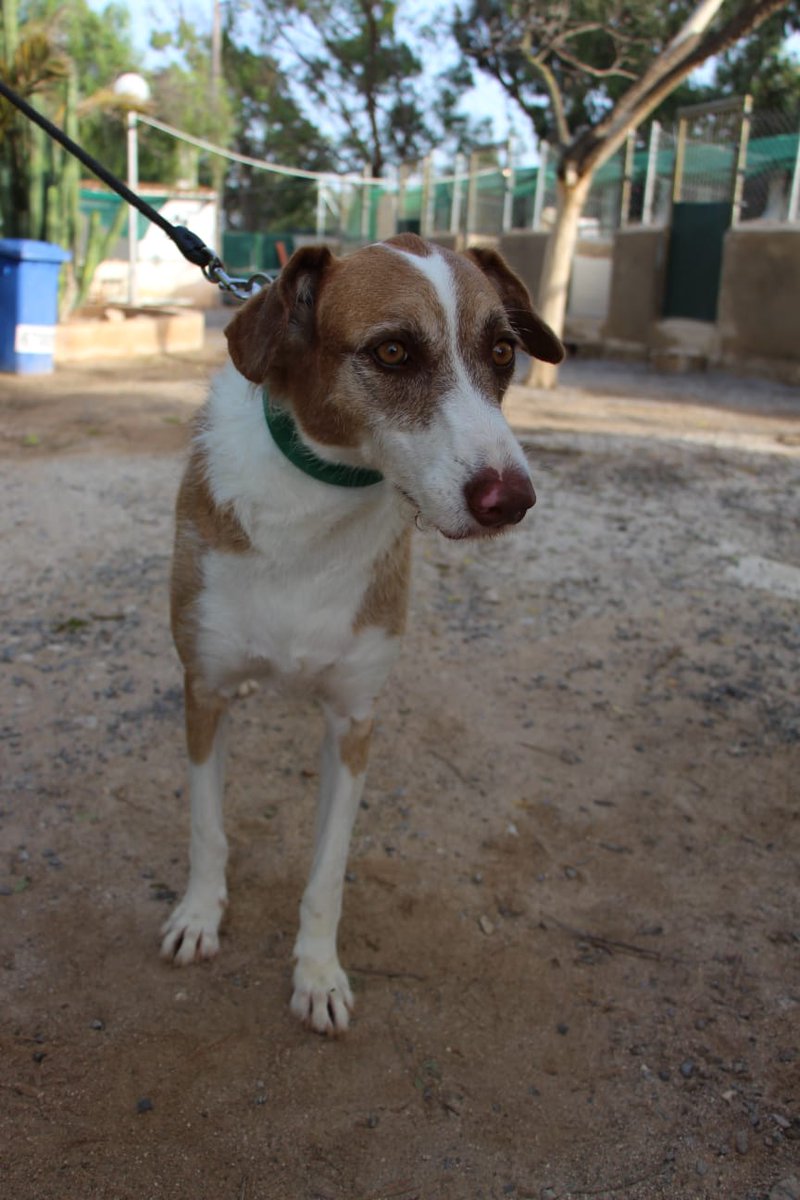 SPBaixVinalopo's tweet image. LOLO: Recuerdo un pasado donde era feliz y tenía una familia que me quería. Un día se fueron de viaje y me quedé en un sitio extraño con otros animales. Les esperé, pero al final quien viajó fui yo. Destino➡️ABANDONO. 
Los voluntarios me cuidan, pero ¿volveré a tener una familia?