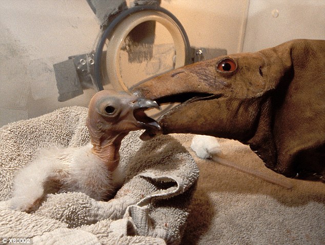 I AM BEING TOLD IT IS DEFINITELY A BIRD.Here we are feeding one w/ a puppet, so as not to let it get used to humans.Fuck that's adorable.Condors raise two eggs at a time ("double clutching"), so we would take one away to make them lay another, to get some extra puffballs.