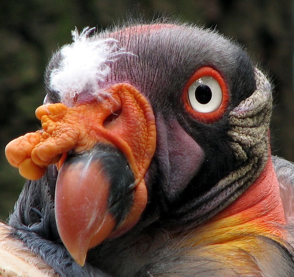 Next we have the King Vulture, whichappearsyesYes, that head has been replaced with a scrotom dipped in someone's makeup bag.