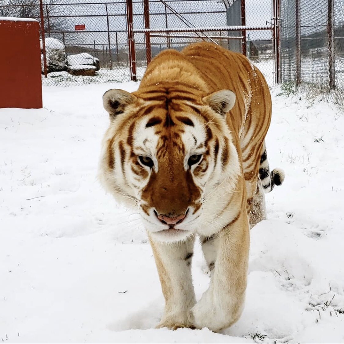 carerescuetexas's tweet photo. Snow day at CARE!!! #datetocare #carerescuetexas https://t.co/jdYBLqvlpX