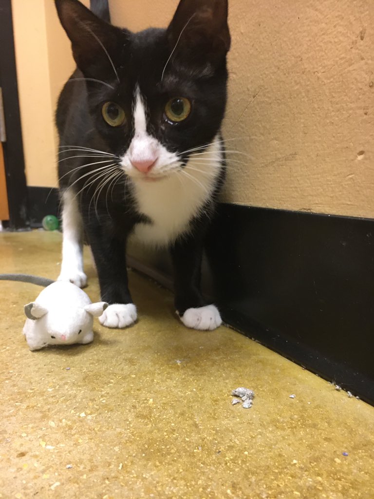 LuvPalm's tweet photo. It is the best feeling when you see a foster find their furever home! Oreo your new family loves you so much. What a purrrfect way to end the week!
@PetSmartChariTs @PetSmart #AdoptDontShop #tuxedocat #catsoftwotter https://t.co/RZfMgfgmp1