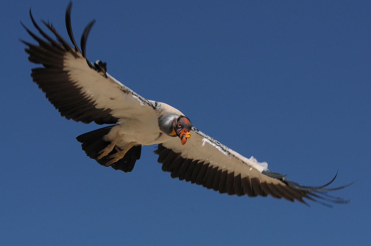 The King vulture (I am restraining myself from calling it a Drag Ballsack only by main force of will) is the biggest flying thing in the Americas besides the Condors; it's got a wicked beak, its tongue is covered in teeth ("Rasps") which let it lick flesh from bone, and it hueg.