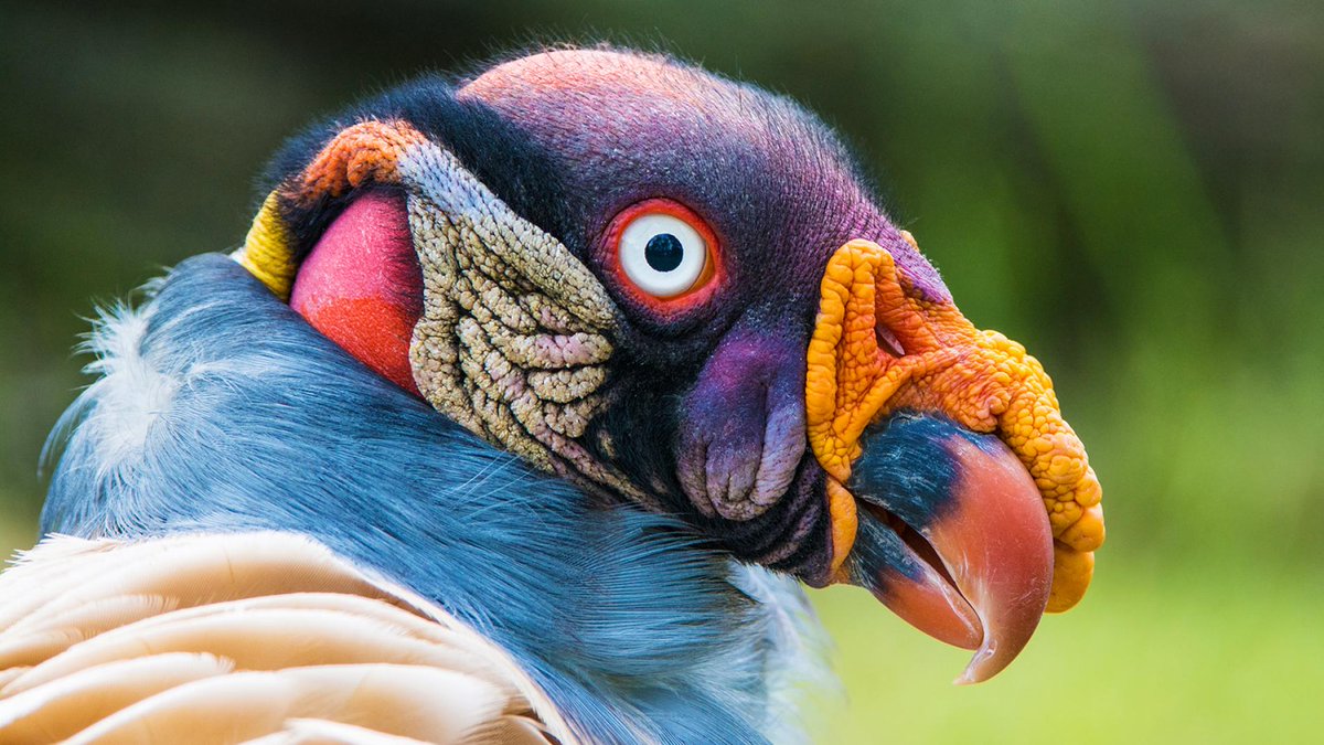 The King vulture (I am restraining myself from calling it a Drag Ballsack only by main force of will) is the biggest flying thing in the Americas besides the Condors; it's got a wicked beak, its tongue is covered in teeth ("Rasps") which let it lick flesh from bone, and it hueg.