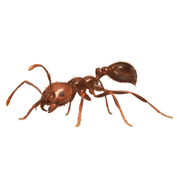 slugabugsteve's tweet photo. Just how bad are #fireant stings? Learn more about these creatures and get the answers to a few of your questions. https://t.co/bvWMMWeMrS  #ants #pestcontrol #melbourne https://t.co/7HwFrJF5qa