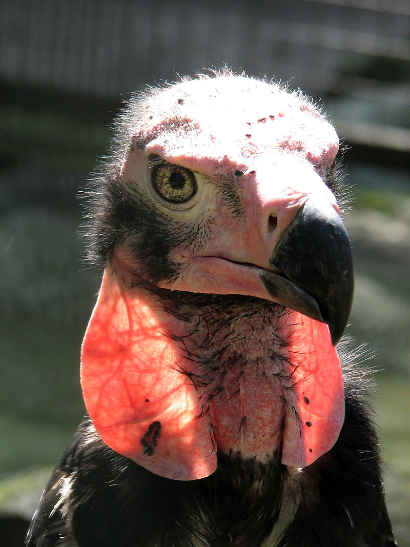 See, scavenging birds are at risk from both intentional and accidental poisoning by humans. For Condors, it was the lead shot in bullets/shells.For Eagles and Ospreys, it was biologically accumulating pesticides like DDT.In Red Vultures, it's NSAIDs given to livestock.