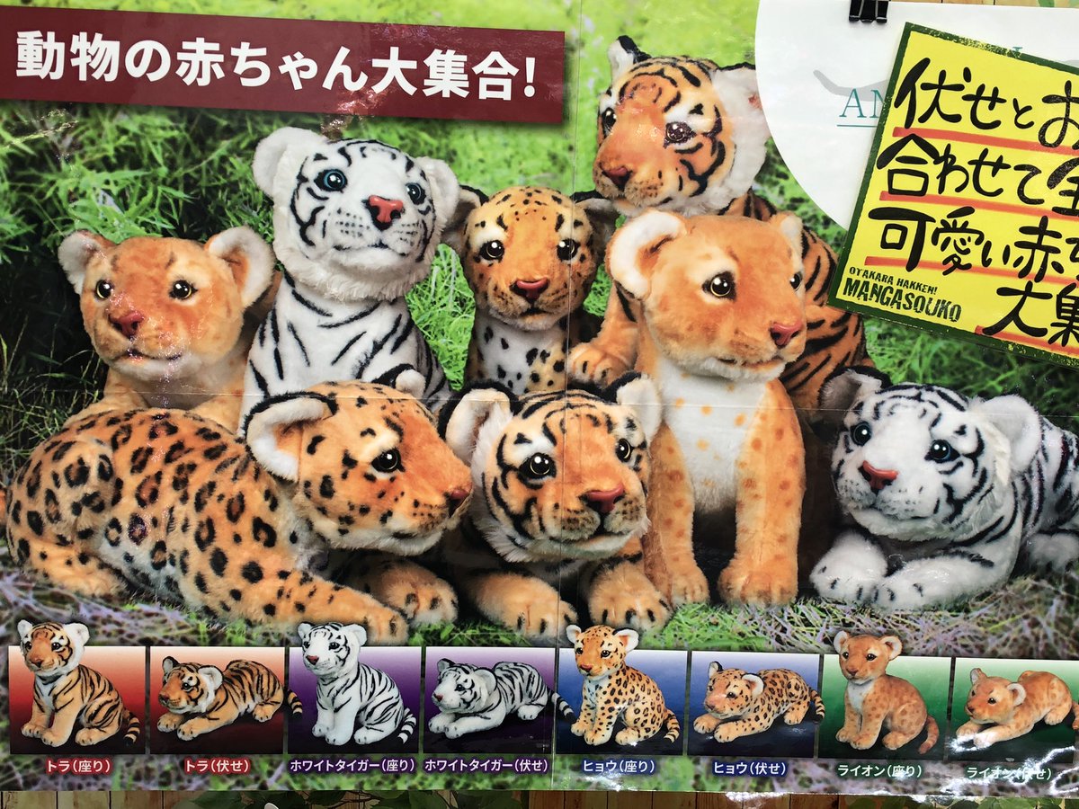 マンガ倉庫日向店アミューズ リアルアニマルベビー ぬいぐるみ 全8種入荷しましたー トラ ホワイトタイガー ヒョウ ライオン の4匹が 伏せ と お座り ポーズで やって来た めっちゃリアルで可愛い 赤ちゃん大集合 ぬいぐるみ リアル マンガ倉庫日向店アミューズ リアルアニマルベビー ぬいぐるみ 全8種入荷しましたー トラ ホワイトタイガー ヒョウ ライオン の4匹が 伏せ と お座り ポーズで やって来た めっちゃリアルで可愛い 赤ちゃん大集合 ぬいぐるみ リアル