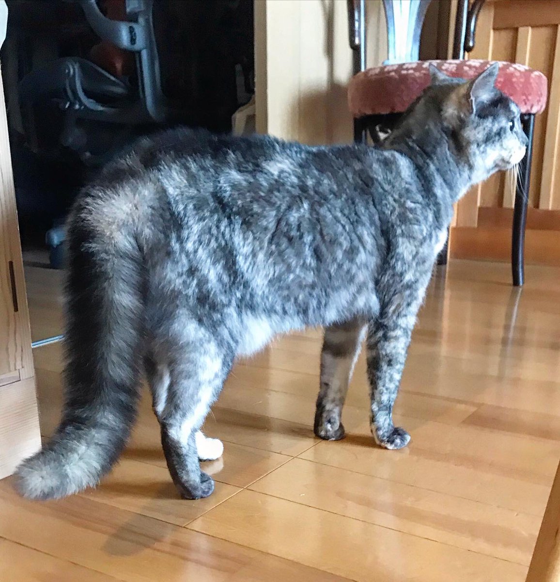 たぬきしっぽ