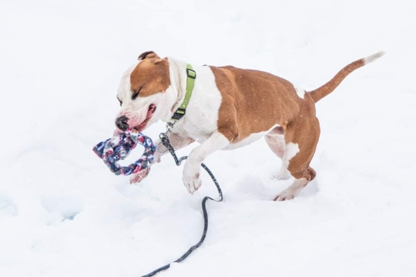 AdoptAAHSDuluth's tweet photo. Adoptable #Dog #AceMiller_AAHSMN_01 Loves to play! https://t.co/SvFjC441cb https://t.co/n84Swume16