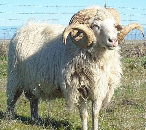 Semiz fohishalar rasmlar