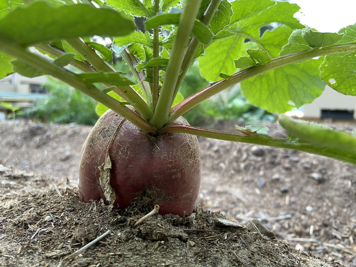 stem2prep's tweet photo. Our first attempt at #Farmbot gardening! The robot planted and cared for these vegetables, with a little assistance from our students. #WeAreHCISD #HCISD #ExperienceHCISD https://t.co/IORXk2I9B5