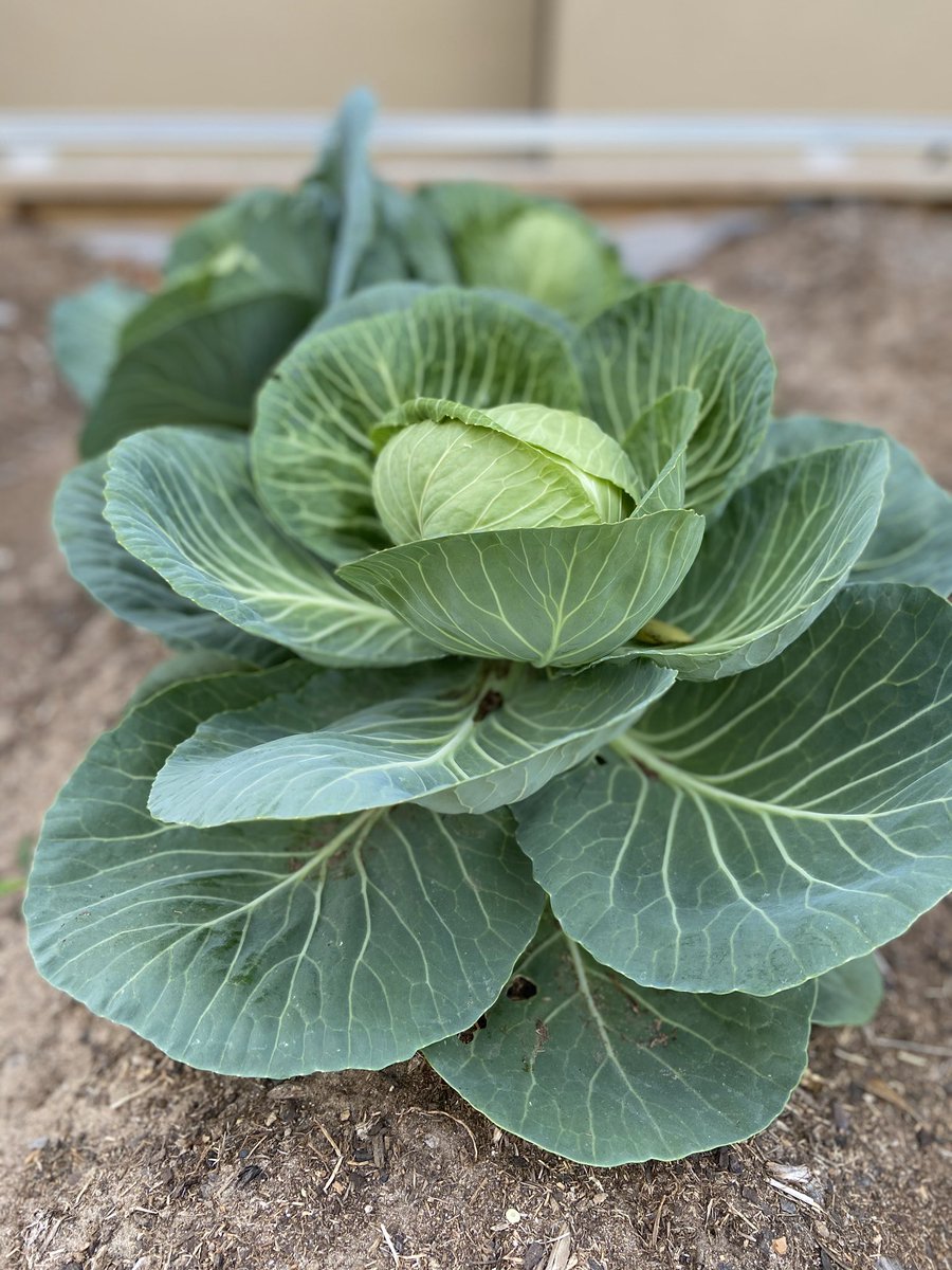 stem2prep's tweet photo. Our first attempt at #Farmbot gardening! The robot planted and cared for these vegetables, with a little assistance from our students. #WeAreHCISD #HCISD #ExperienceHCISD https://t.co/IORXk2I9B5