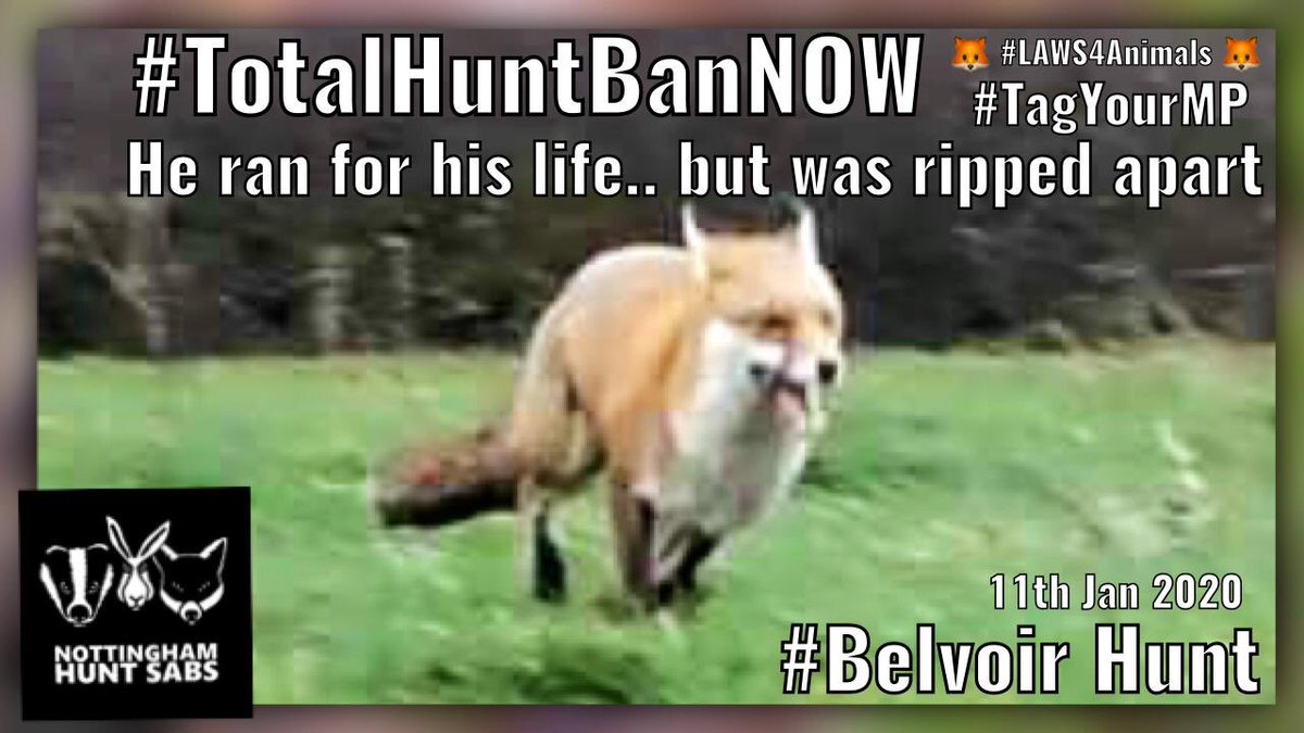 💔#HeartbreakingNews 💔
11Jan2020 #Belvoir Hunt kill. #ForFoxSake <a href="/BorisJohnson/">Boris Johnson</a> it’s  on your watch! <a href="/carriesymonds/">louise bevan</a> 
PlsSHARE RT #TagYourMP tell them TIME UP 🤚 
#TotalHuntBanNOW 🦊
#GetTheBanDone 💔
#Leicester #Notts #Leics
🙏 #Nottingham &amp; #Lincs Sabs for bearing witness 😢