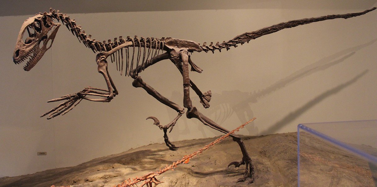 This means two things - any conversation about taxonomy for its own sake is doomed to fail, because any taxonomic system is a TOOL.You don't have it to have it, you have it to USE it.More Deinonychus, because it's my favorite dinosaur! And it's tangentially relevant!