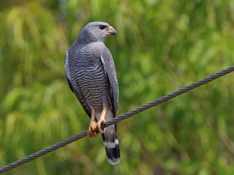 Hawks usually have white feathers on the chest and belly and grey or red/brown feathers on the back, while Eagles usually have Golden, Black, or Brown feathers throughout,ExceptHere's the Grey Hawk, and the White-Bellied Sea Eagle.