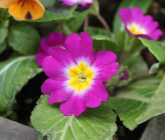 宮崎市版365日誕生花 1月12日の宮崎市版誕生花は プリムラ ポリアンサ です プリムラは ラテン語で 最初 多くの花 という意味 花言葉は 美の秘密 ツイレポ